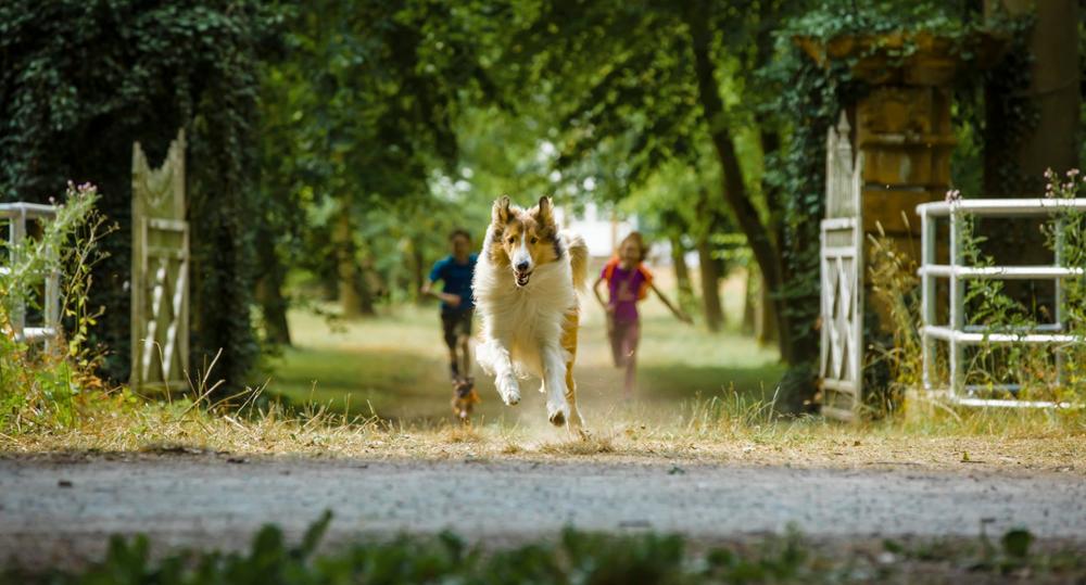 Lassie La Route De Laventure 2020 Film